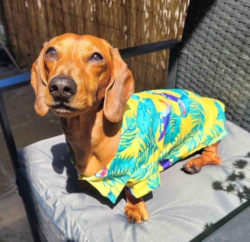 Miniatura: CLEARANCE - Sausage Dog Box Dachshund Hawaiian Shirt - Toucan