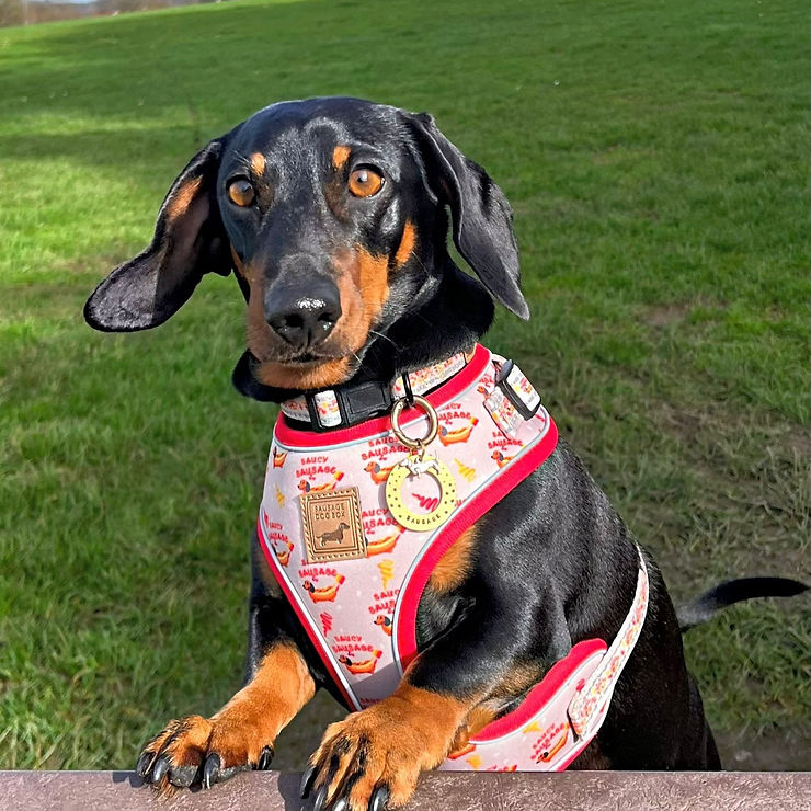 black and tan daxie in red sausage dog box dachshund harness hot dog saucy sausage collection