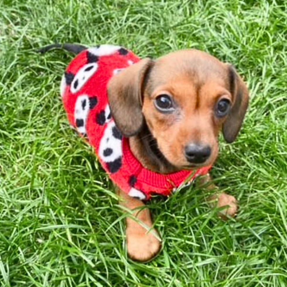 Миниатюра: Sausage Dog Box Dachshund PJ Jumper - Red Panda