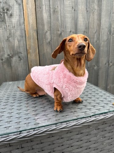 Dog Costumes Dachshund Clothes For Dogs Clothes Dachshund