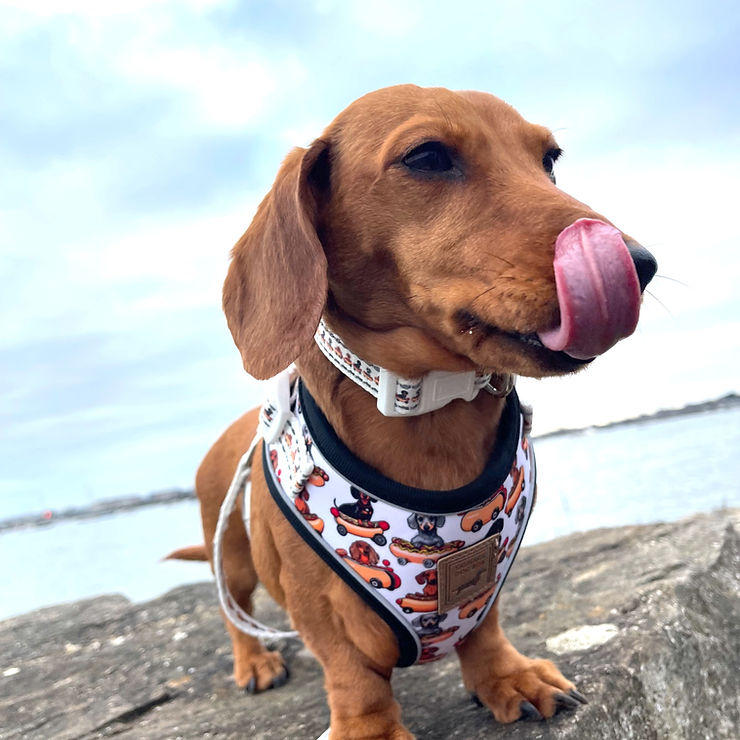 dachshund at beach with sausage dog box weiner on wheels harness and collar