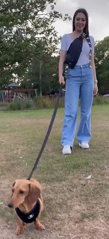 Dachshund being walked by a girl using a bark avenue hands-free dog walking bag
