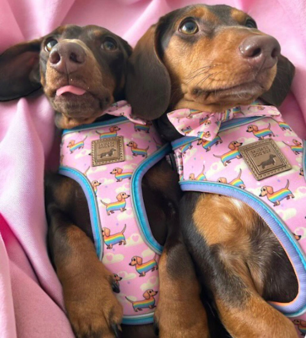 Pikkukuva: Girly Pink Dachshund Harness For Miniature and Standard Sausage Dogs