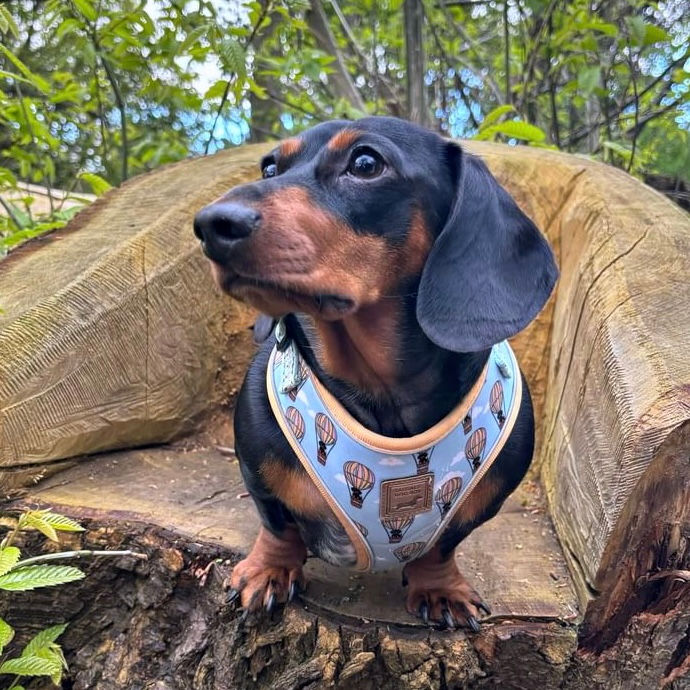 Миниатюра: Anti-Rub Sausage Dog Harness - Up Up & Away