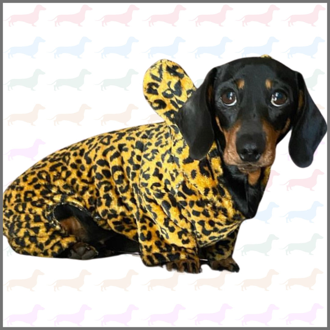 CLEARANCE - Sausage Dog Box Dachshund Cheetah Outfit