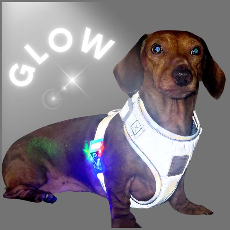 sausage dog box dachshund in reflective flashing harness for daxie