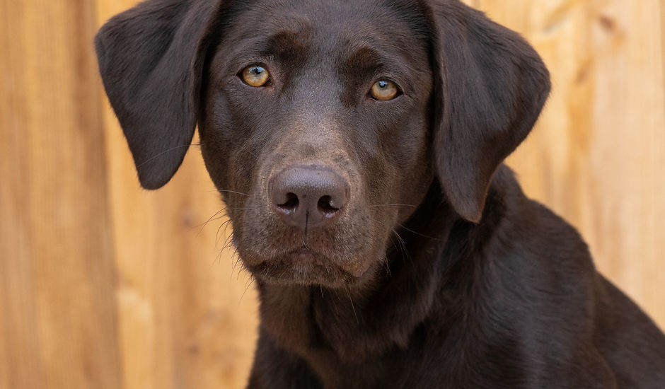Humphrey Retrievers 2026 (8).jpg