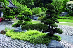 Zen Garden