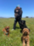 Best dog walker Marina SF