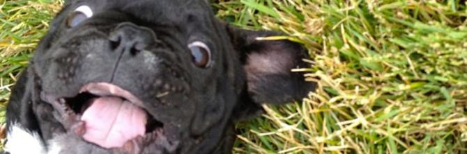 Laughing With Your Dog