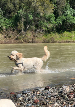 Dog sitting Napa, dog boarding Napa, Napa dog sitting, Napa dog boarding, pet sitting Napa, Napa pet sitting