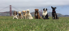 The Karate Kid Method - Dog Training With Balance