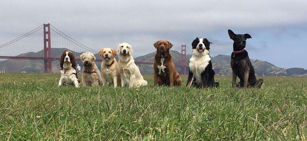 Professional dog walking with award winning dog walkers in San Francisco CA.