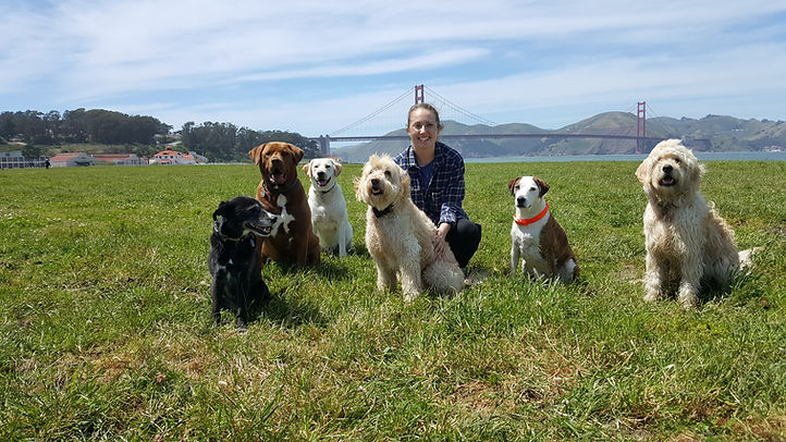 San Francisco best dog walkers best dog walking