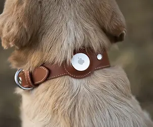 Professional dog walking dog walker dog boarding pet sitting dog sitting