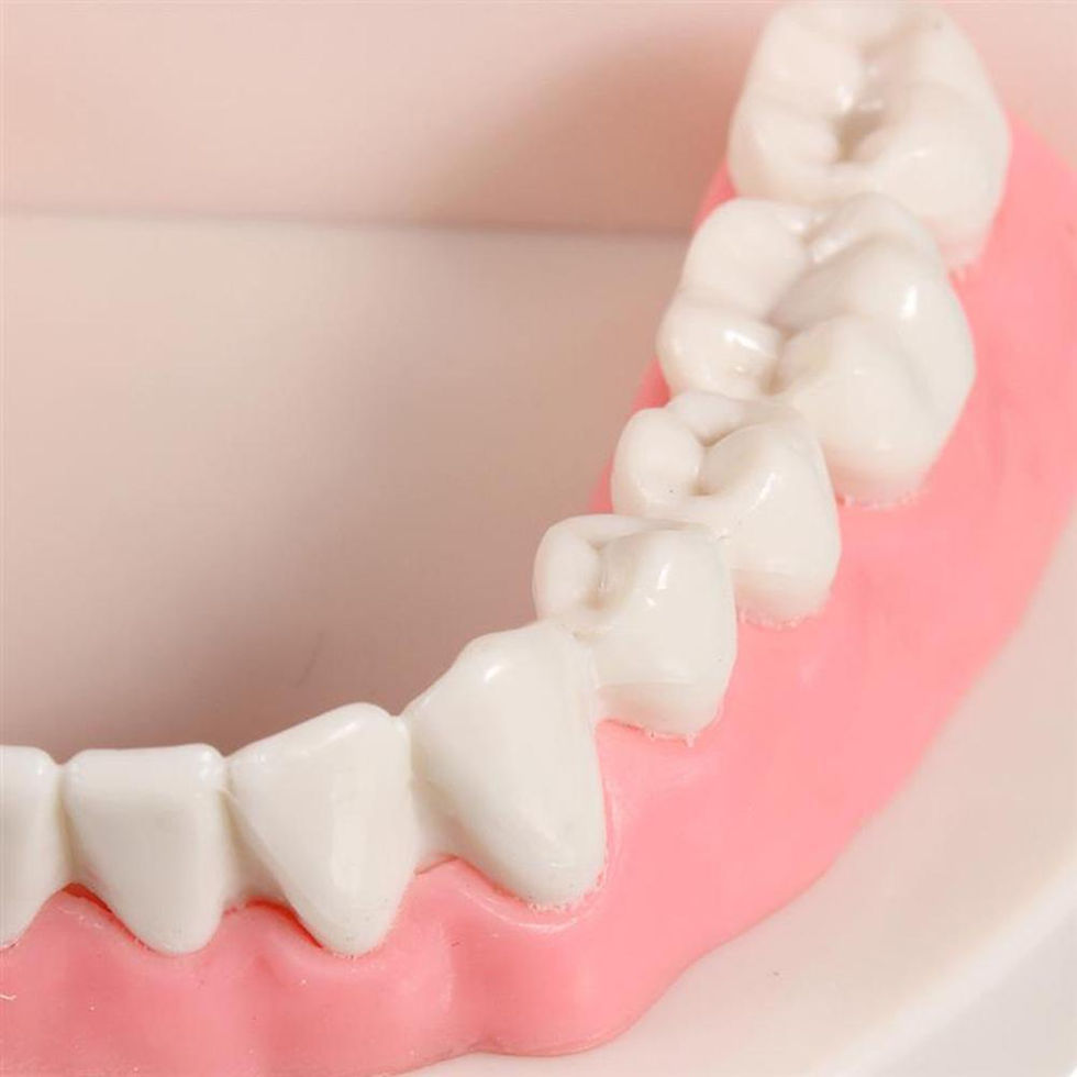 Thumbnail: Pro Adult White Teeth Model Standard Dental Teaching Study Typodont Demonstratio