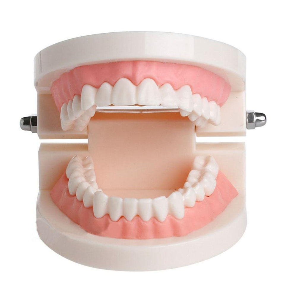 Thumbnail: Pro Adult White Teeth Model Standard Dental Teaching Study Typodont Demonstratio