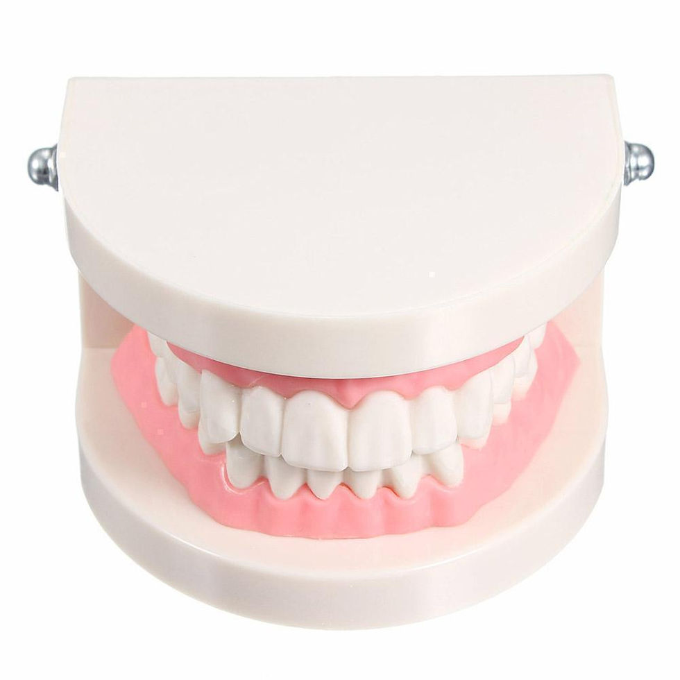 Thumbnail: Pro Adult White Teeth Model Standard Dental Teaching Study Typodont Demonstratio