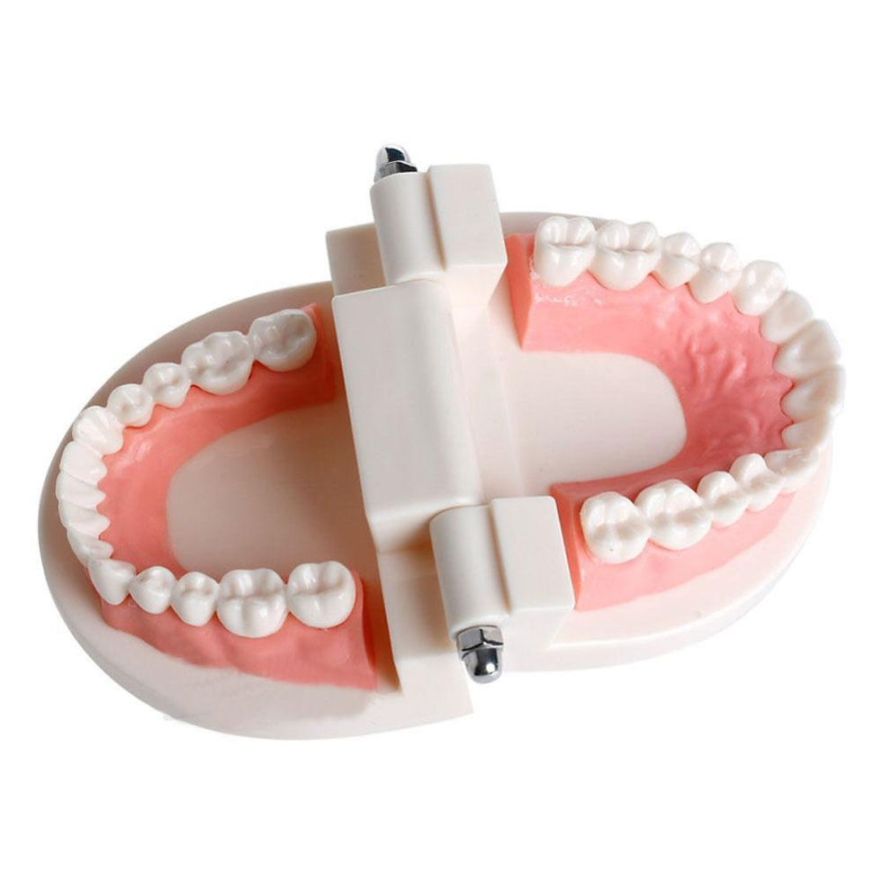 縮圖：Pro Adult White Teeth Model Standard Dental Teaching Study Typodont Demonstratio