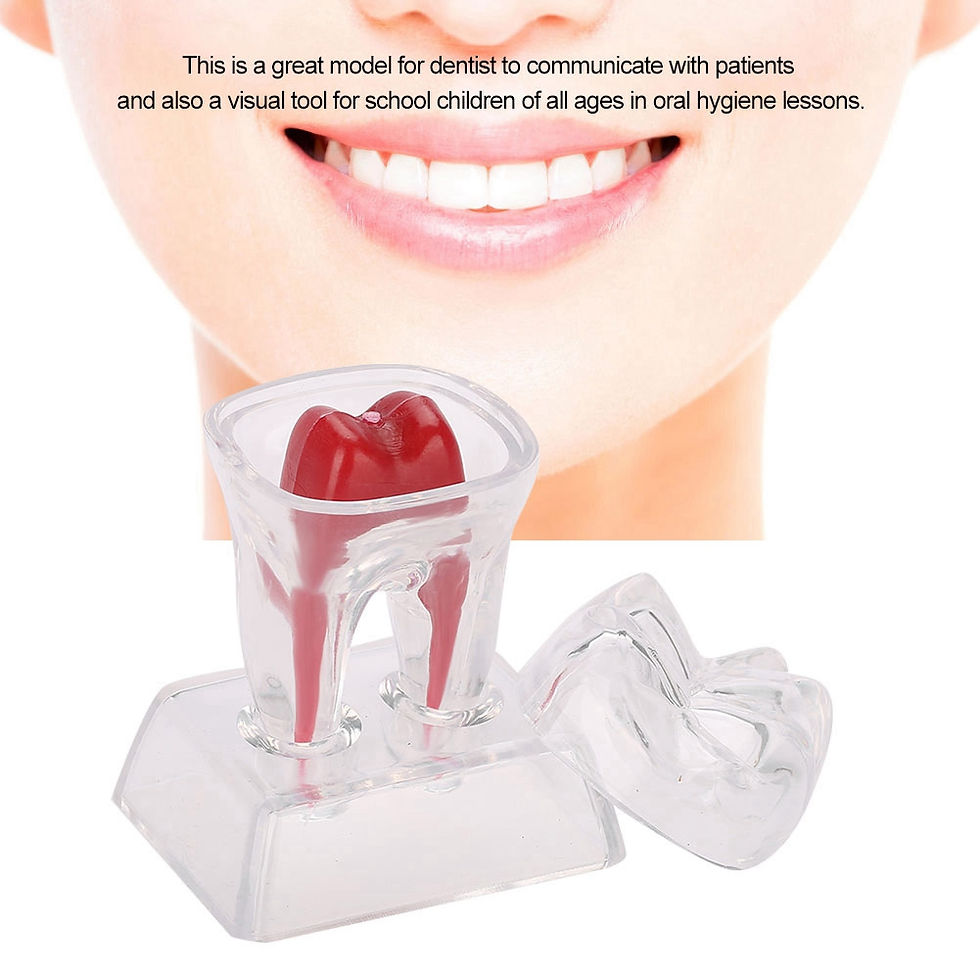 섬네일: Transparent Nerve Removable Molar Tooth