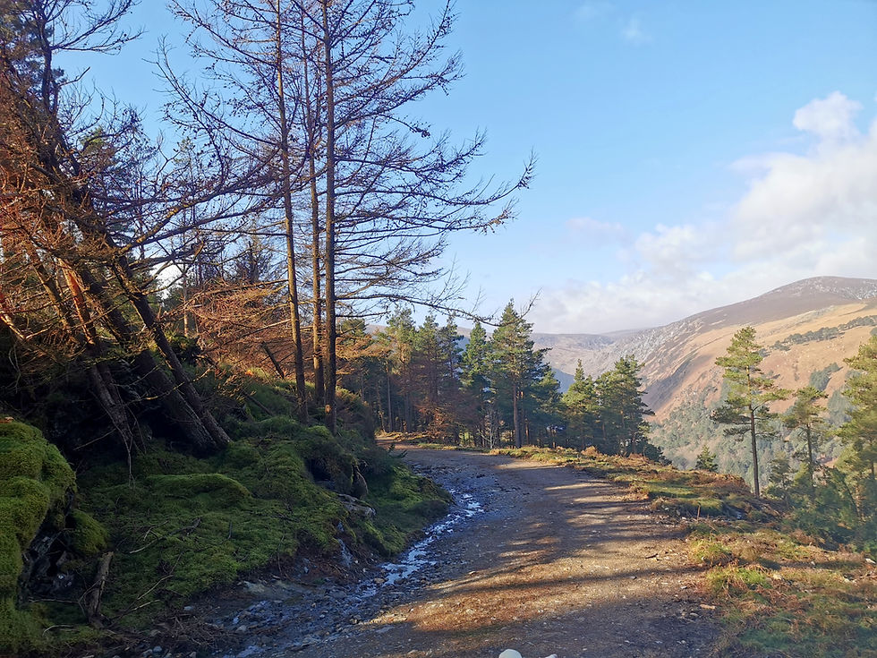 Derrybawn Mountain