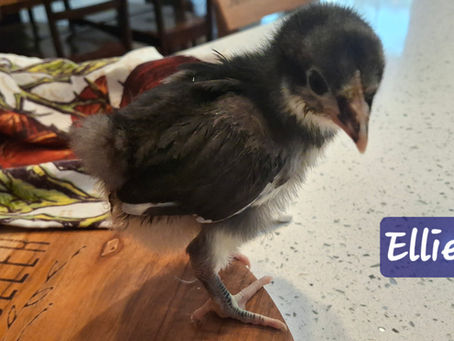 Meet our flock!