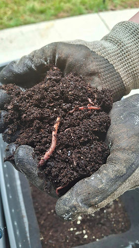 worm2.jpg