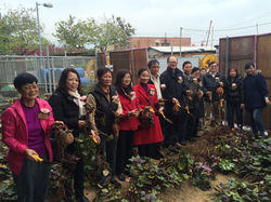 主禮嘉賓到開幕禮的農田採摘收成蔬菜