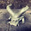 Thumbnail: Demon Head, Ogre-scale - Unpainted