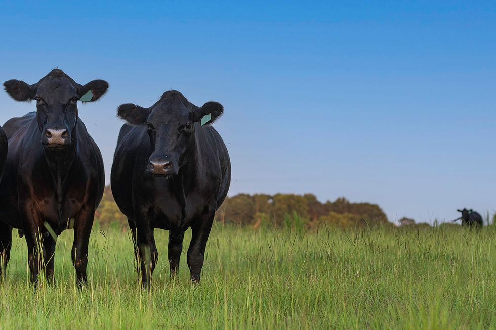 Agricultural background of two Angus cows standing to the left in a summer pasture in cent
