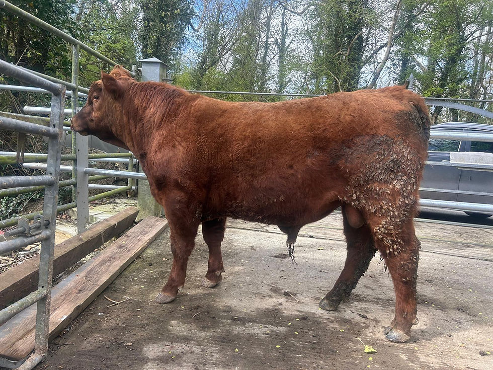 Red Angus Cattle