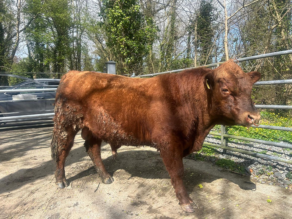 Red Angus Bull