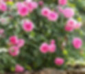 Pink Gertrude Jekyll roses in bloom