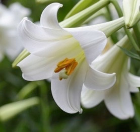 Beautiful white lily