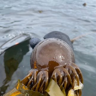 Bull kelp