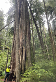 Vancouver Island - Johnstone Strait - Big cedar