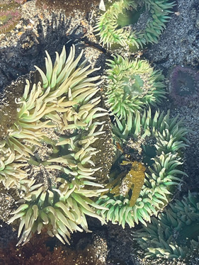 Vancouver Island - St Josef Bay - Sea life