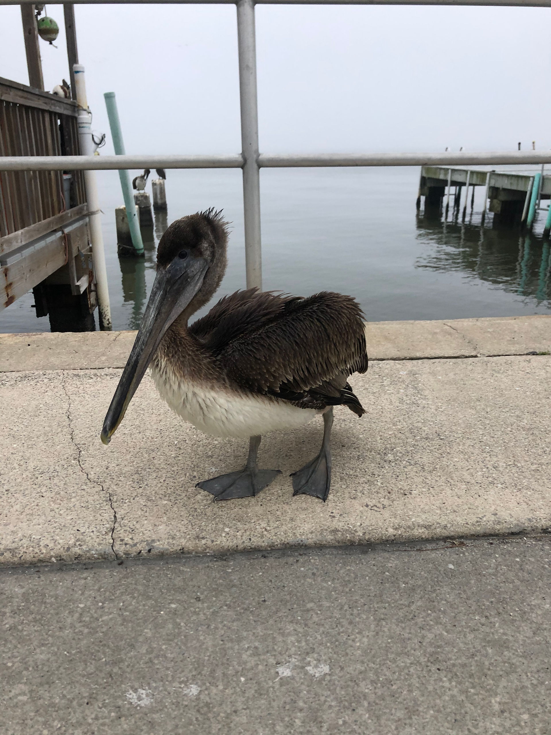 Brown Pelican - Cedar Key