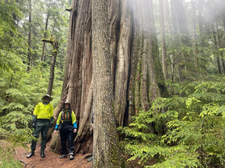 Vancouver Island - Johnstone Strait - Big Cedar