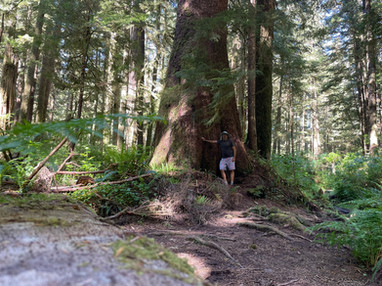 Vancouver Island - St Josef Trail - Spruce Tree