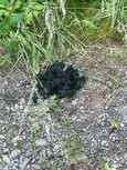 Vancouver Island - Thasis - Bear Excrement