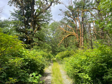 Vancouver Island - Thasis - Trail