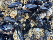 Vancouver Island - St Josef Bay - Barnacles