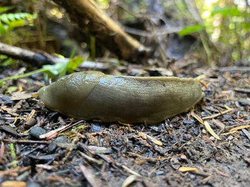 Vancouver Island - St Josef Bay Trail - Banana Slug
