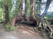 Vancouver Island - St Josef Bay Trail