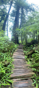 Vancouver Island - Meares Island - Path through the woods - Spruce Trees