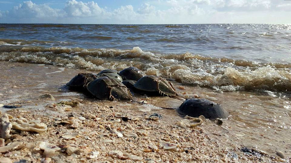 Horseshoe crabs - Highland beach - Everglades