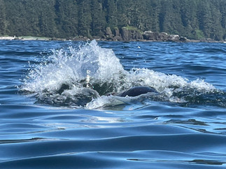 Vancouver Island - West Coast - Sea lions
