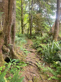 Vancouver Island - Thasis - Trail
