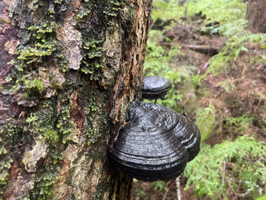 Vancouver Island - Johnstone Strait - Fungi